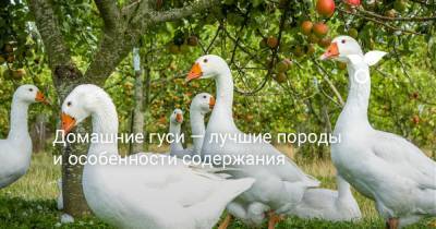 Домашние гуси — лучшие породы и особенности содержания - botanichka.ru