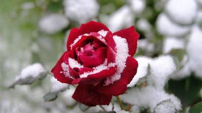 Розы цветущие все лето: сорта зимостойкие, неукрывные непрерывного цветения, какую розу посадить на даче, чтобы цвела всё лето - selomoe.ru - Россия