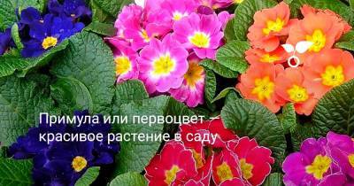 Примула или первоцвет — красивое растение в саду - botanichka.ru