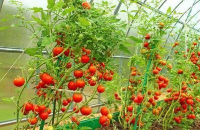 Сорта томатов для теплицы из поликарбоната – лучшие варианты - ogorod.ru