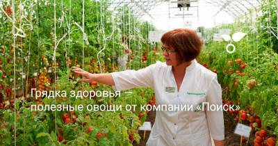 Грядка Здоровья — полезные овощи от компании «Поиск» - botanichka.ru
