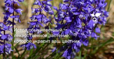 Истод обыкновенный — лекарственное растение, которое украсит ваш цветник - botanichka.ru