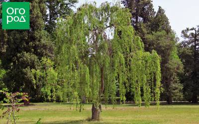 5 быстрорастущих деревьев, которые изменят ландшафт за три-четыре года - ogorod.ru