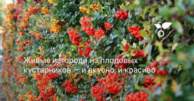 Живые изгороди из плодовых кустарников — и вкусно, и красиво - botanichka.ru