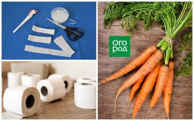Как посеять морковь на туалетной бумаге – мастер-класс с фото - ogorod.ru