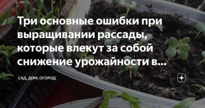 Три основные ошибки при выращивании рассады, которые влекут за собой снижение урожайности в будущем - zen.yandex.ru