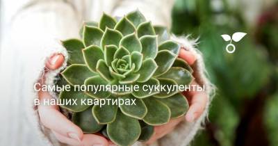 Самые популярные суккуленты в наших квартирах - botanichka.ru