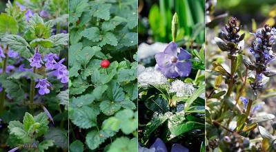 10 почвопокровных теневых растений, которые можно посадить под деревьями и кустарниками вместо газона - supersadovnik.ru