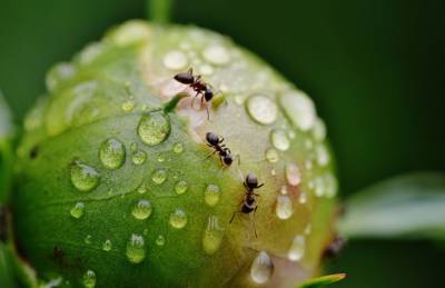 Как прогнать муравьев с огорода: простые и эффективные способы - belnovosti.by