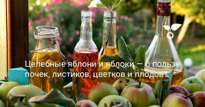 Целебные яблони и яблоки — о пользе почек, листиков, цветков и плодов - botanichka.ru