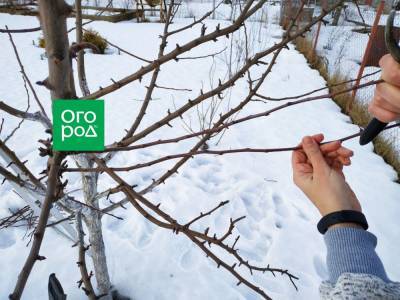 Как обрезать грушу зимой – подробный мастер-класс с фото - ogorod.ru