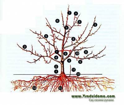 6 полезных схем-памяток обрезки плодовых деревьев - vsaduidoma.com
