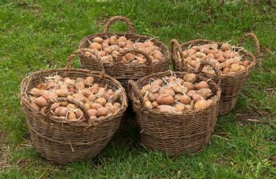 Как увеличить урожай картофеля: 5 простых секретов - belnovosti.by