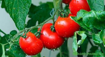 Выращивание томатов в теплице: основные ошибки - agro-market24.ru