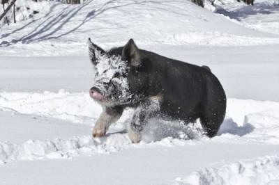 Как содержать свиней зимой - fermilon.ru - Россия