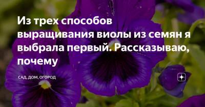Из трех способов выращивания виолы из семян я выбрала первый. Рассказываю, почему - zen.yandex.ru