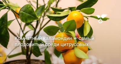 Комнатный каламондин — самый плодовитый среди цитрусовых - botanichka.ru