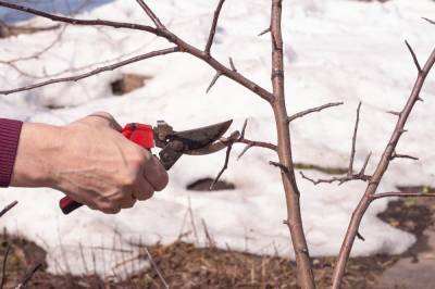 Как обрезать яблоню зимой – подробный мастер-класс с фото - ogorod.ru