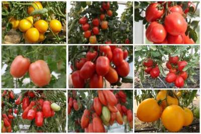 Сибирские сорта томатов для теплицы - sotki.ru - Новосибирск