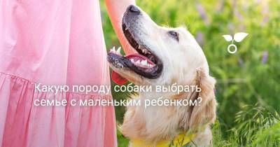 Какую породу собаки выбрать семье с маленьким ребенком? - botanichka.ru