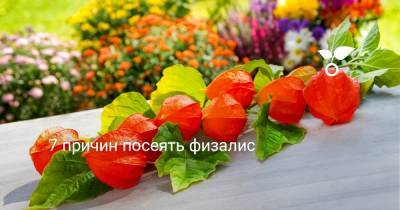 7 причин посеять физалис - botanichka.ru