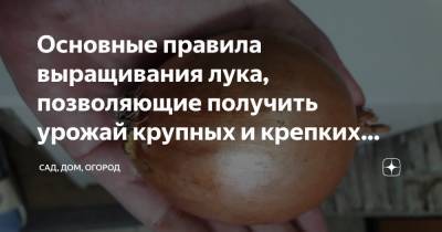 Основные правила выращивания лука, позволяющие получить урожай крупных и крепких луковиц - zen.yandex.ru
