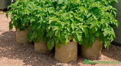 Как вырастить картофель в мешках - agro-market24.ru
