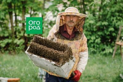 Хочу завести пчел на даче: с чего начать? - ogorod.ru - Россия