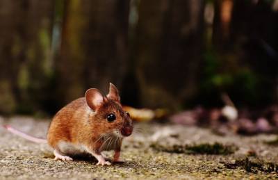 Как прогнать мышей: названы эффективные способы - belnovosti.by