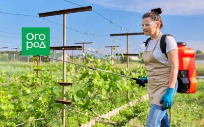 Как защитить виноград от болезней и вредителей - ogorod.ru - г. Виноград