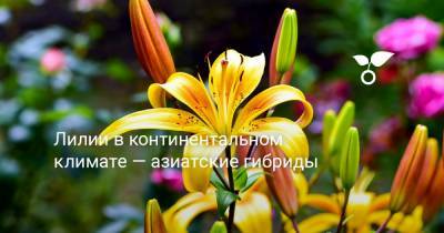 Лилии в континентальном климате — азиатские гибриды - botanichka.ru