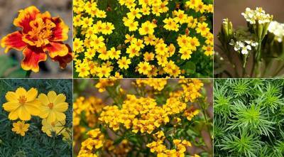 8 видов бархатцев для посадки в цветник: популярные и редкие, красивые и вкусные - supersadovnik.ru