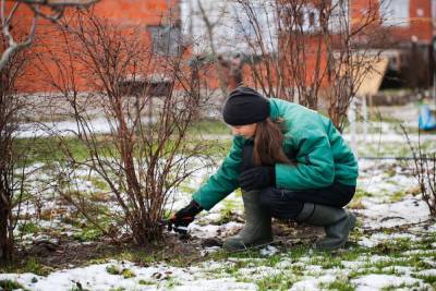 Три дела, которые надо успеть в саду до конца зимы - ogorod.ru