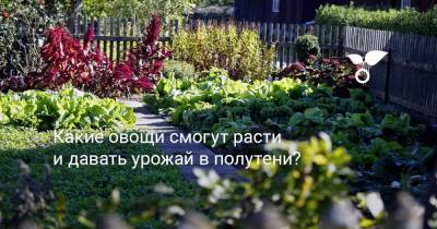 Какие овощи смогут расти и давать урожай в полутени? - botanichka.ru