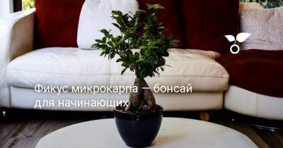Фикус микрокарпа — бонсай для начинающих - botanichka.ru