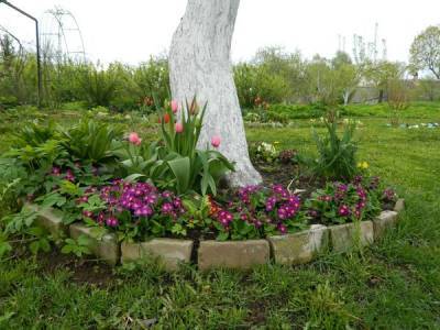 Какие декоративные растения и цветы можно посадить в приствольные круги плодовых деревьев - countryhouse.pro