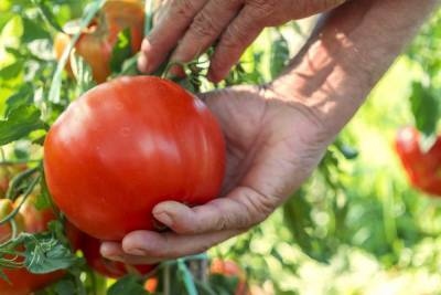 12 сортов очень сладких томатов – рекомендуют коллекционеры - ogorod.ru