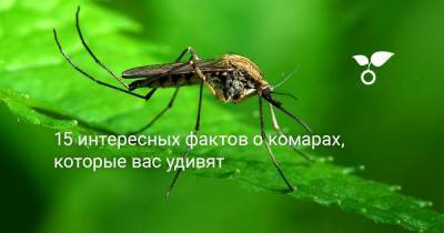 15 интересных фактов о комарах, которые вас удивят - botanichka.ru