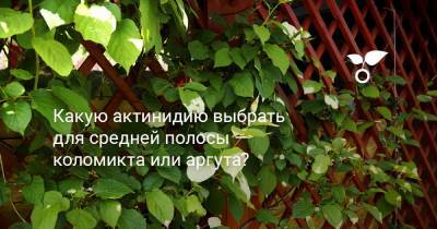 Какую актинидию выбрать для средней полосы — коломикта или аргута? - botanichka.ru