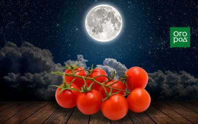 Выращивание томатов по Лунному календарю в 2021 году - ogorod.ru