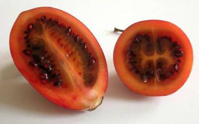 Особенности выращивания цифомандры (древовидного томата) - sad-dacha-ogorod.com