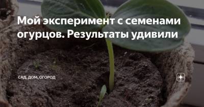 Семен Огурцов - Мой эксперимент с семенами огурцов. Результаты удивили - zen.yandex.ru