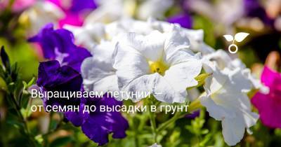 Выращиваем петунии — от семян до высадки в грунт - botanichka.ru - Россия