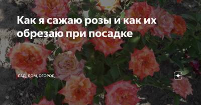 Как я сажаю розы и как их обрезаю при посадке - zen.yandex.ru
