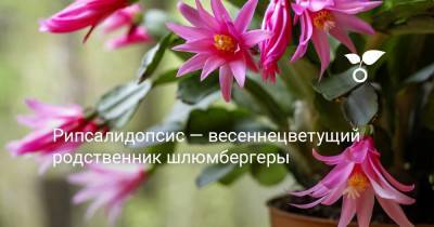 Рипсалидопсис — весеннецветущий родственник шлюмбергеры - botanichka.ru