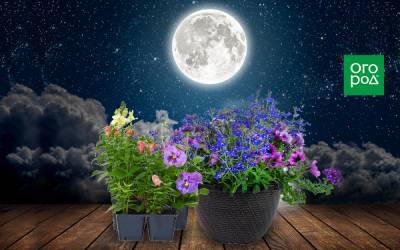 Выращивание однолетних цветов по Лунному календарю в 2021 году - ogorod.ru