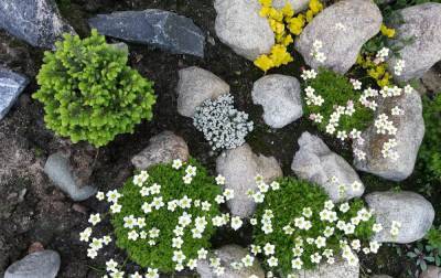 Альпийская горка для новичка – выбираем самые неприхотливые растения - ogorod.ru