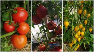 Выбираем ранние сорта томатов для теплицы и открытого грунта: личный опыт - supersadovnik.ru