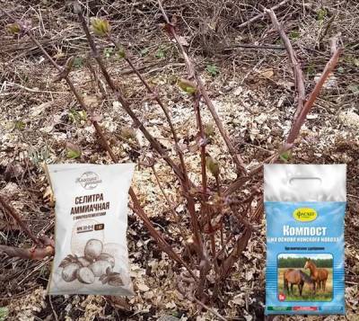 Подкормка жимолости весной для большого урожая: советы по выбору правильных удобрений - countryhouse.pro
