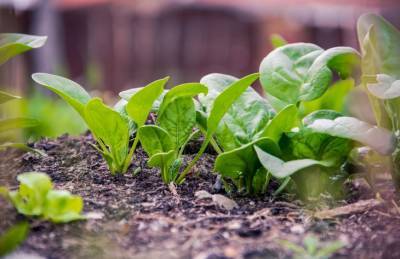 Как вырастить богатый урожай шпината: 5 простых правил - belnovosti.by